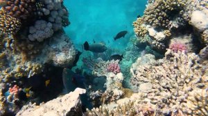 Жизнь под водой Красного моря