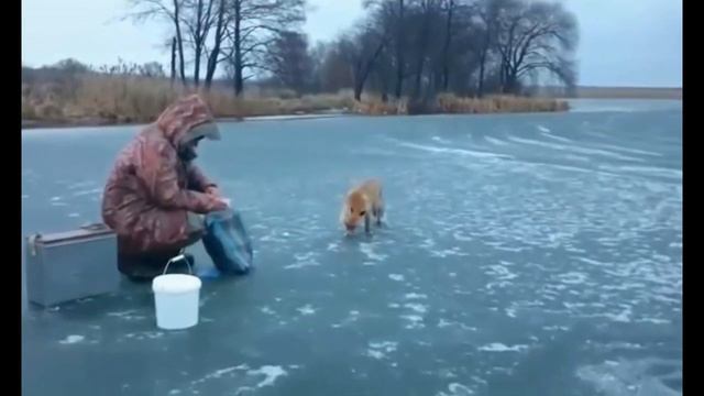 ПЕРВОЛЕДЬЕ. ПРИКОЛЫ НА ЗИМНЕЙ РЫБАЛКЕ. УЛОВИСТЫЕ МОРМЫШКИ. ЛОВЛЯ НА БАЛАНСИР. ЛИСА ПРИШЛА ЗА РЫБОЙ смотреть онлайн
