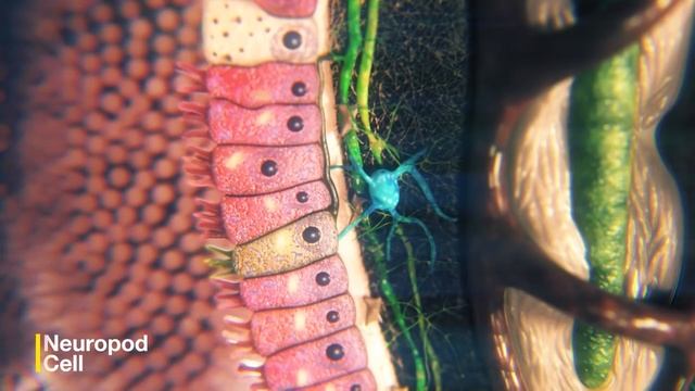 The Gut-Brain Connection смотреть онлайн