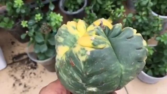 Astrophytum Kikko Var - Long Minh смотреть онлайн