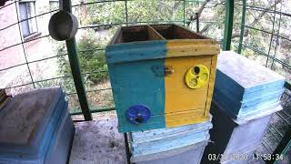 Зимовка 2 пчелосемьи в одном улье Зима не простит пчеловоду ошибки._Узбечка_на зимовку-итог сезона. смотреть онлайн