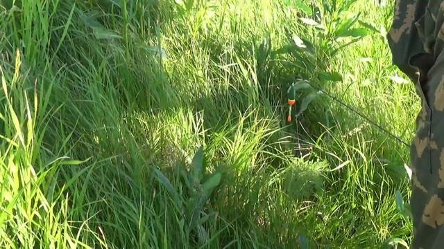 ЛУЧШИЙ способ-ЛОВИМ ЛЯГУШЕК для наживки на сома смотреть онлайн