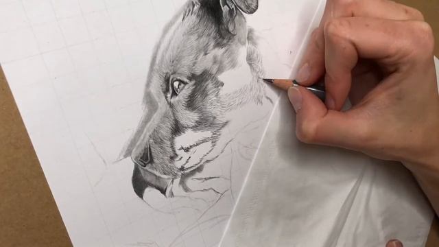 Dog Portrait - Nero | Time Lapse| Speed Drawing смотреть онлайн