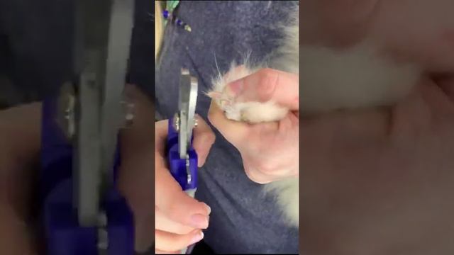 Как подстричь когти собаке смотреть онлайн