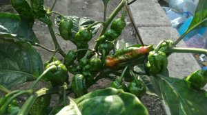 Сверх острый перец Bhut jolokia наполненный лавой