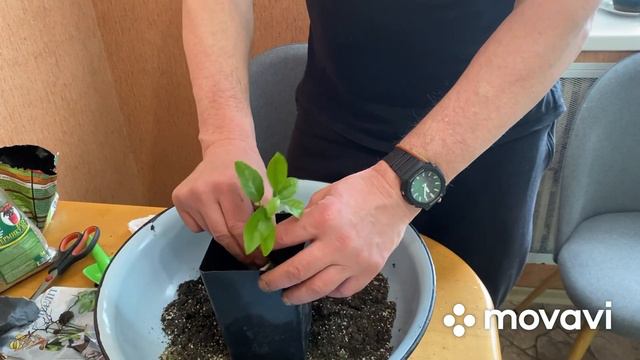 Пересадка цитрусовых смотреть онлайн