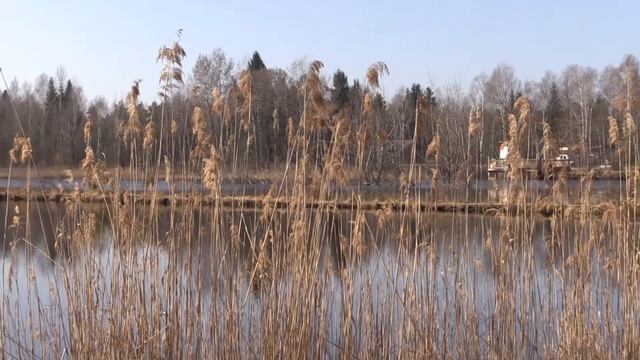 Vogelparadies Weidmooser Moor - Canon Legria HF G30 смотреть онлайн