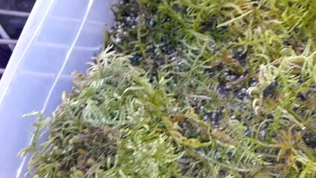 Испанский мох в домашних условиях, спустя месяц смотреть онлайн