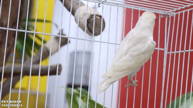 JAVA SPARROWS || COCKATIEL BATCH || AFRICAN LOVEBIRDS BATCH || SUN CONURE MALE смотреть онлайн