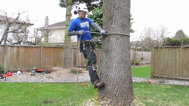 How to use tree climbing spurs/spikes смотреть онлайн