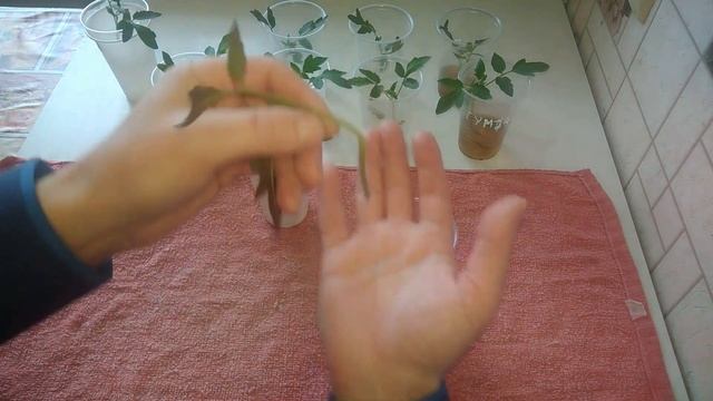 Рассада томатов.СПАСАЕМ РАССАДУ томатов от гибели ЭПИН, ГУМАТ,ЯНТАРНАЯ КИСЛОТА/ЛУЧШИЕ МЕТОДЫ!!! смотреть онлайн