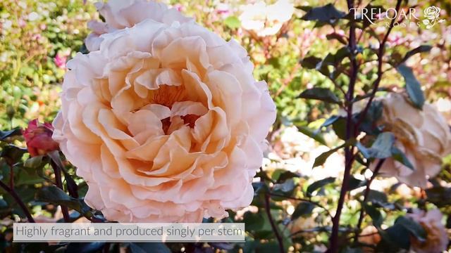 Spicy Parfuma - Rose смотреть онлайн