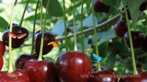 Вишня обыкновенная Владимирская (vladimirskaya) ? обзор: как сажать, саженцы вишни Владимирская