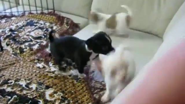 щенки чихуахуа из питомника "Сибирский Старт" №20 смотреть онлайн