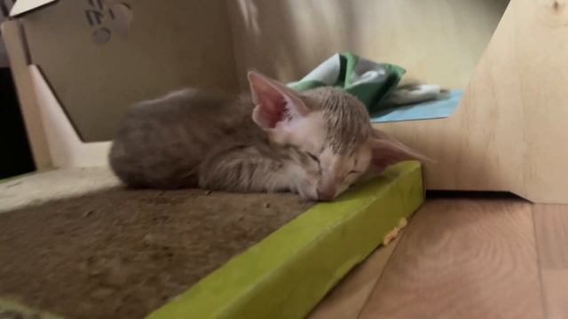 Ориентальный котёнок мальчик малыш возрастом 1 месяц ? смотреть онлайн