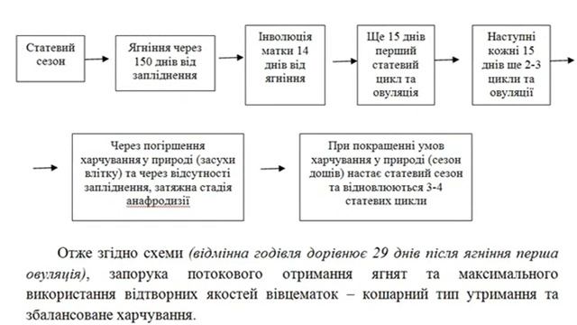 #12_Как можно получить !ДВА! ягнения В ГОД от одной ОВЦЕМАТКИ?!..Совет ветеринара!!! смотреть онлайн
