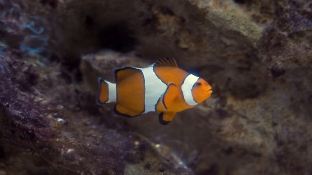 Спокойная музыка для души, сна и отдыха с морскими обитателими смотреть онлайн