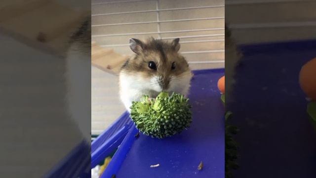 💗почему хомяк не пьет воду? сколько воды,должен выпивать хомяк за день.💗