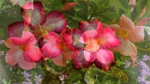 Красивая комнатная и садовая лиана, цветущая с весны до ноября смотреть онлайн