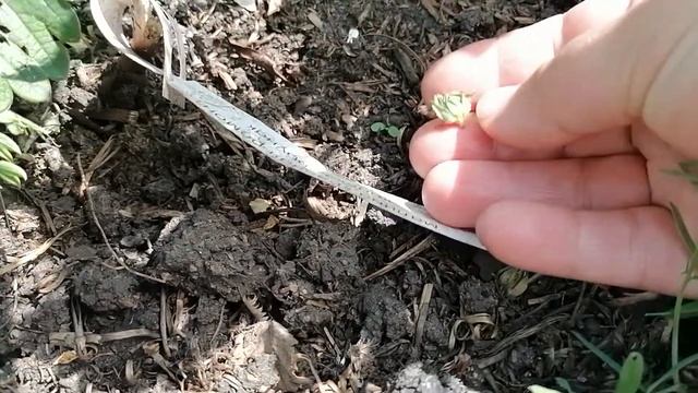 Малина Конек Горбунок. смотреть онлайн