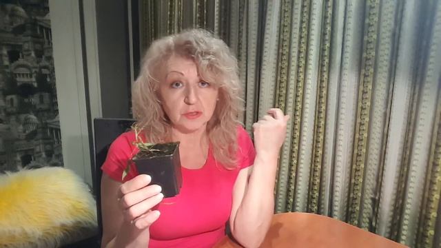 Хотите знать всё о клематисах, вам сюда. Клематис ЗКС и ОКС . Clrmatis . смотреть онлайн