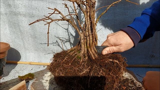 Acer Campestre Fusion Bonsai 13 смотреть онлайн