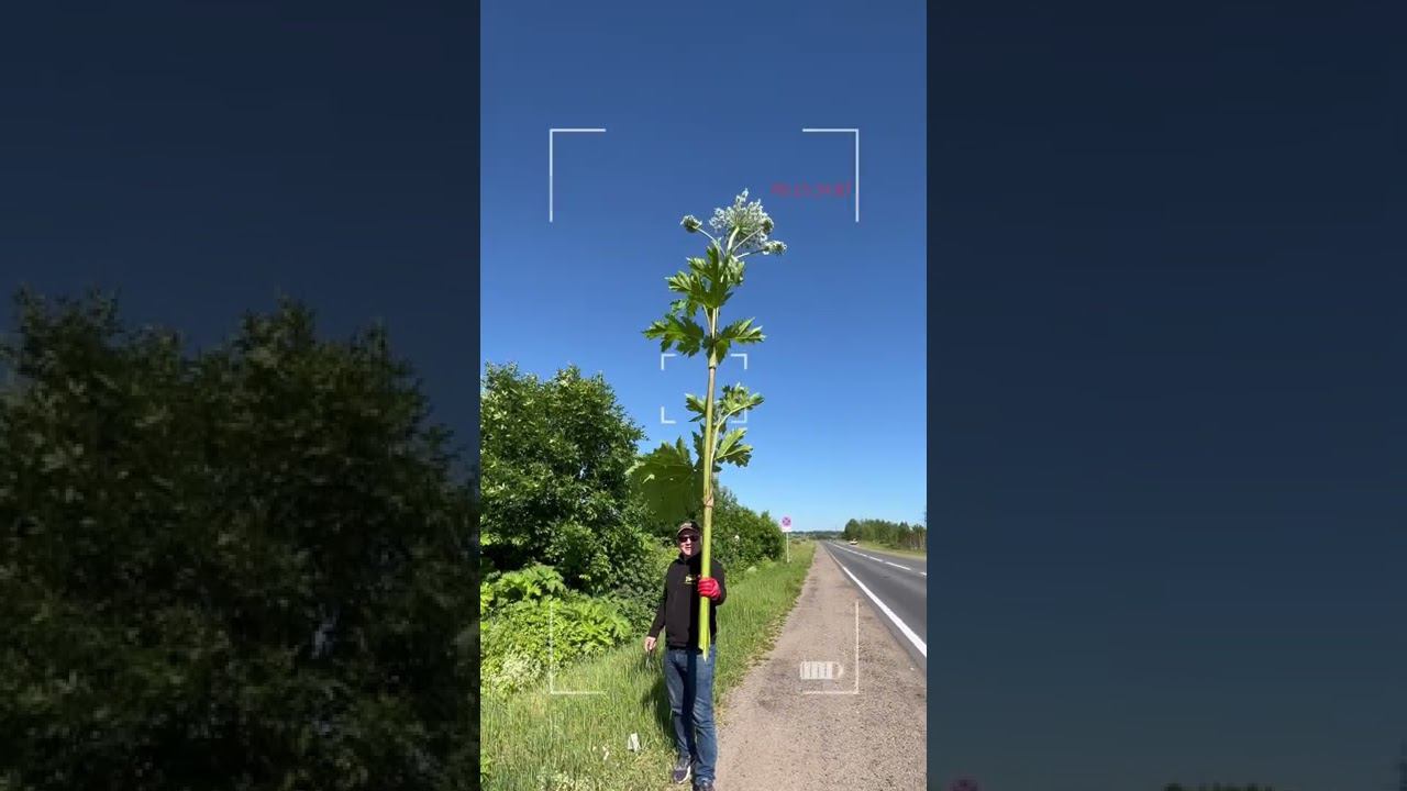 Самый опасный букет цветов смотреть онлайн