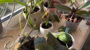 Онцидиум Jiuhbao Gold. Два года ждала, и он-таки зацвёл! Опыт выращивания.