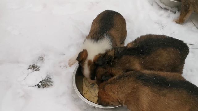 Первый раз едим кашу. смотреть онлайн