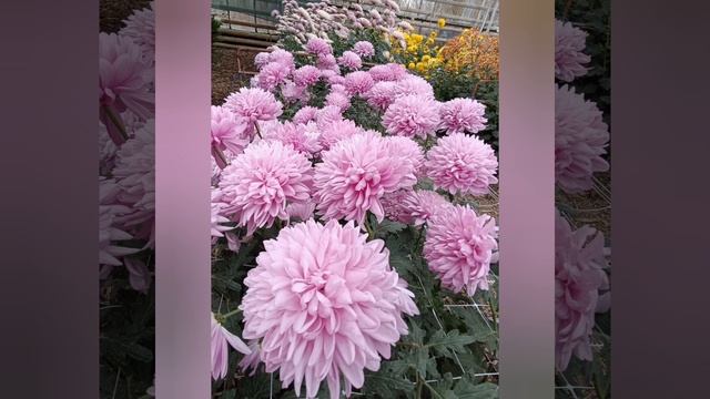 #Хризантемы #Волжский #2023.mp4