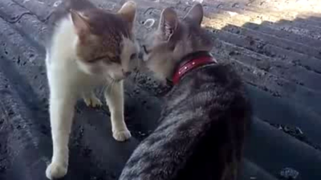 Противостояние двух котов смотреть онлайн