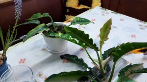 Филодендрон Ринг оф Файер // размножение