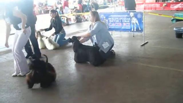 Minsk. CACIB. 08.09.13. Сравнение кобелей на CACIB 1 смотреть онлайн