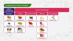 Плоды. Классификация и распространение
