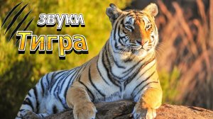 Звуки Тигра | Рычание Тигра | Какие звуки издает тигр?