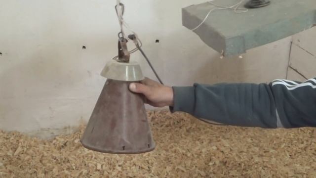 Выращивание бройлеров! Делаем глубокую подстилку для бройлеров смотреть онлайн