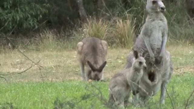 Australian Wildlife: Feeding kangaroo joey смотреть онлайн