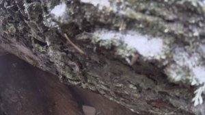 Промысел соболя. 5 серия.  Классно добыли соболька без единого выстрела. Работа лайки по соболю.