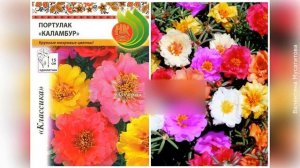 ❀ Цветники на солнцепеке: растения для посадки, обустройство цветников