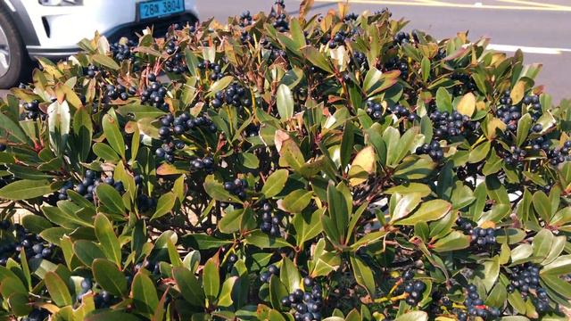 Jeju Island Winter 2019 VLOG смотреть онлайн