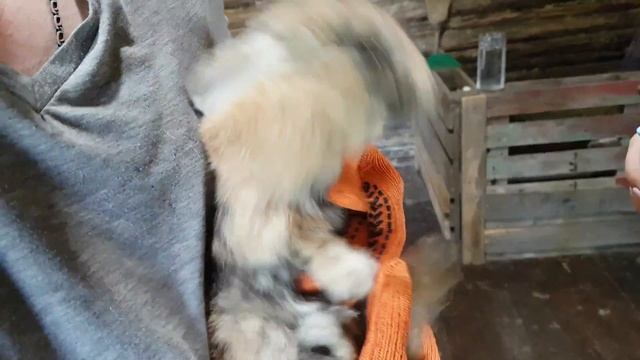 Подрезаем когти кролику. Уход за животными смотреть онлайн