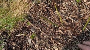 Весенняя обрезка парковых роз.