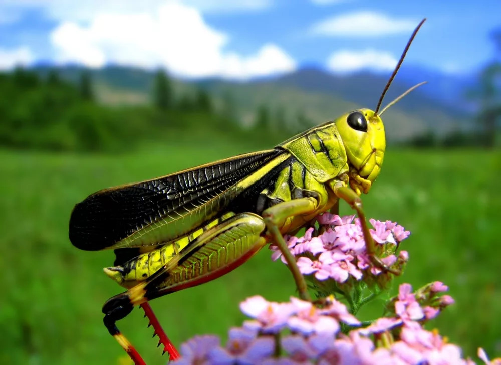 Звук кузнечика: какой звук издаёт кузнечик смотреть онлайн