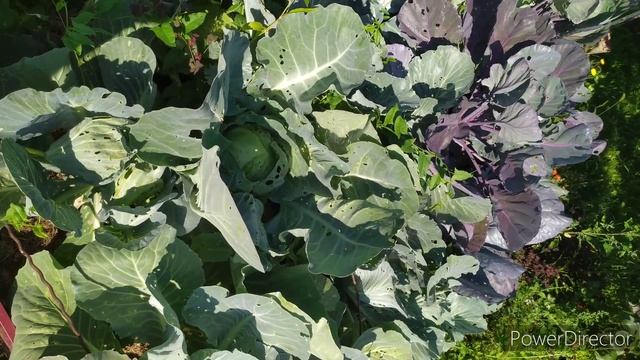 трескается капуста смотреть онлайн