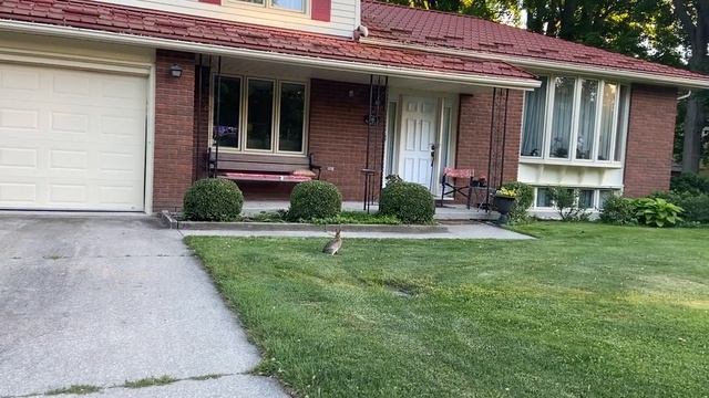 Канада зайчики на улицах кругом Canada cute bunny смотреть онлайн