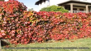 Шикарная живая изгородь из девичьего винограда: как посадить и какие сорта использовать