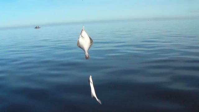 Ловля камбалы белое море. смотреть онлайн