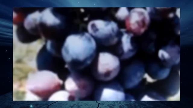 Виноград Краса Никополя смотреть онлайн