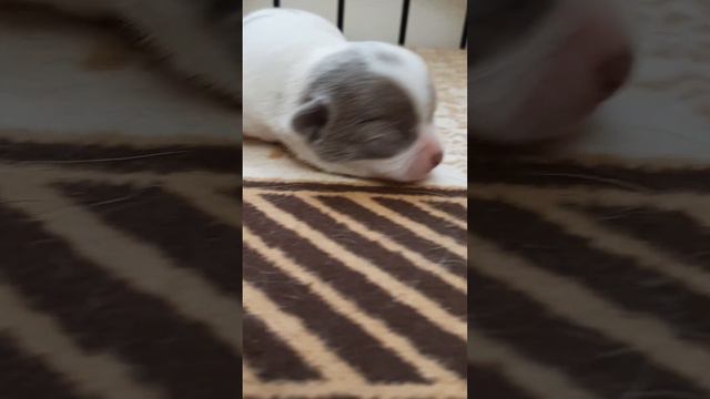 Малыши смотреть онлайн