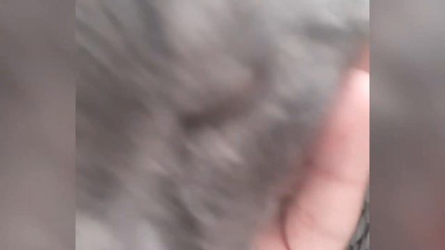 cat.exe смотреть онлайн